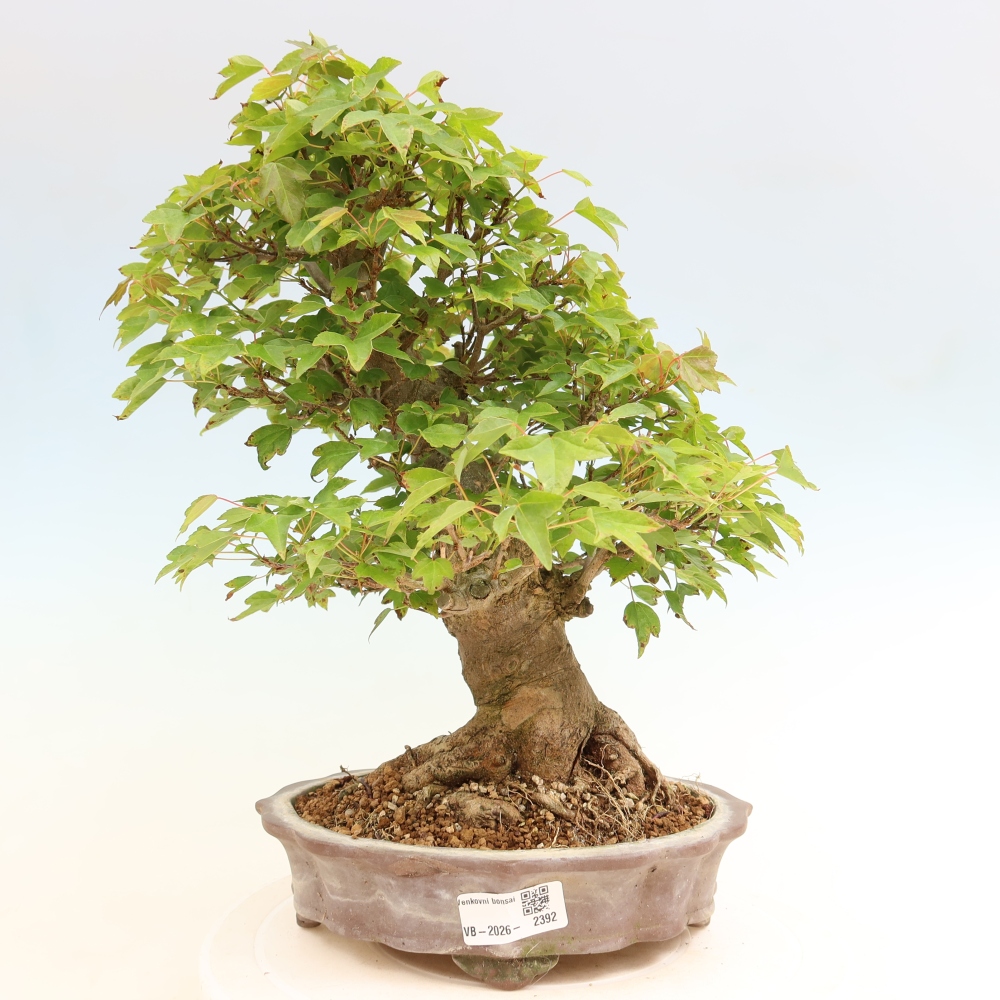 Kültéri bonsai - Juhar Burger - Acer Burgerianum