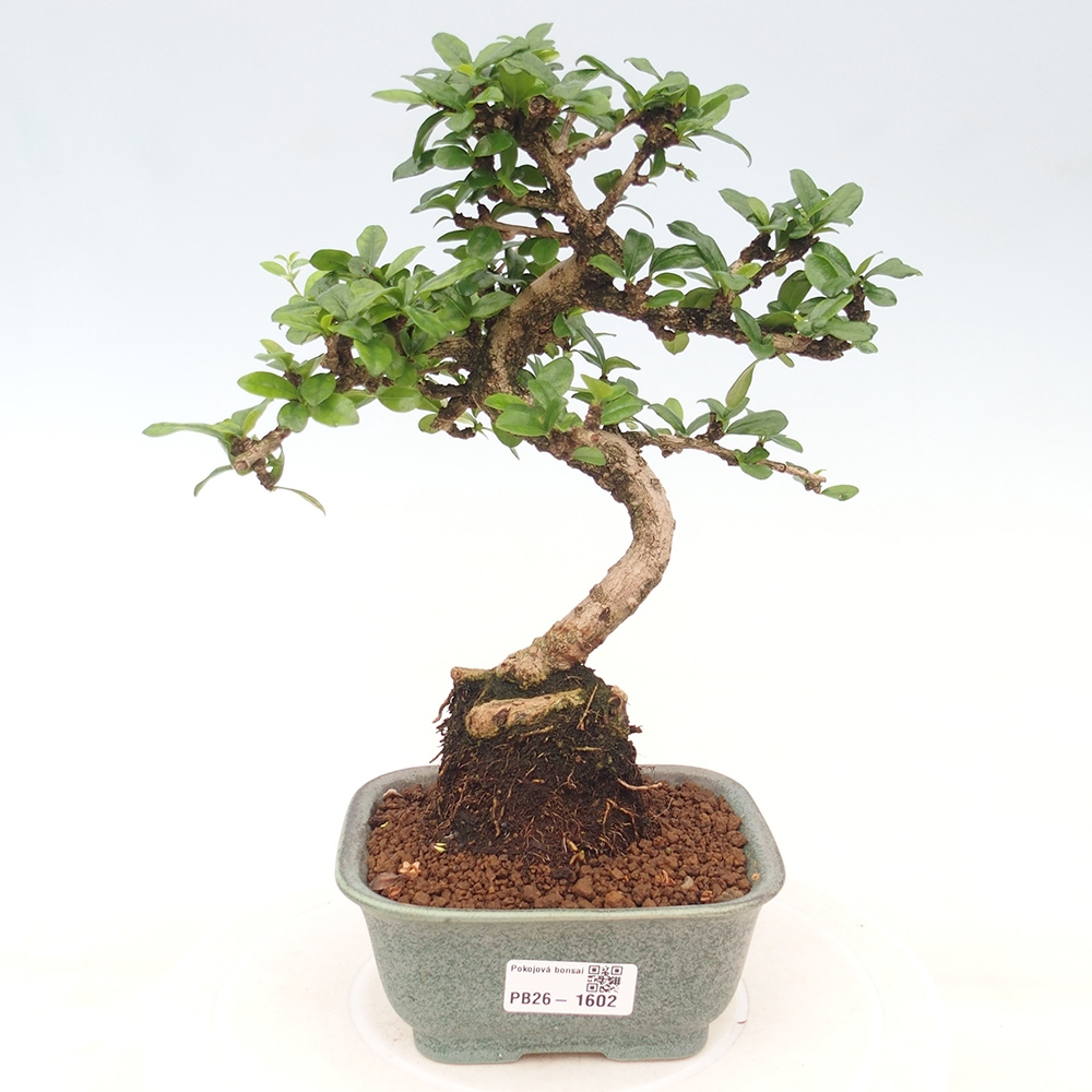 Szobai bonsai - Carmona macrophylla - Tea fuki