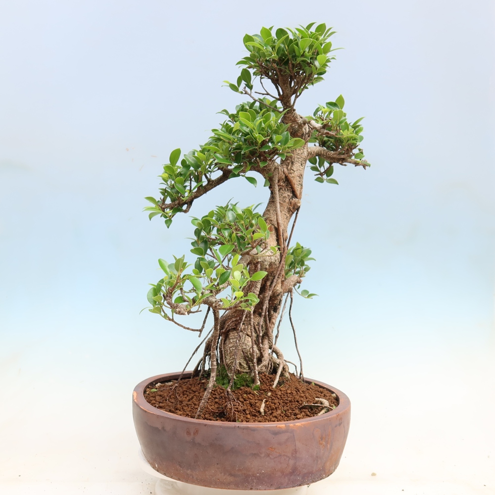 Szobai bonsai - Ficus kimmen - kislevelű fikusz