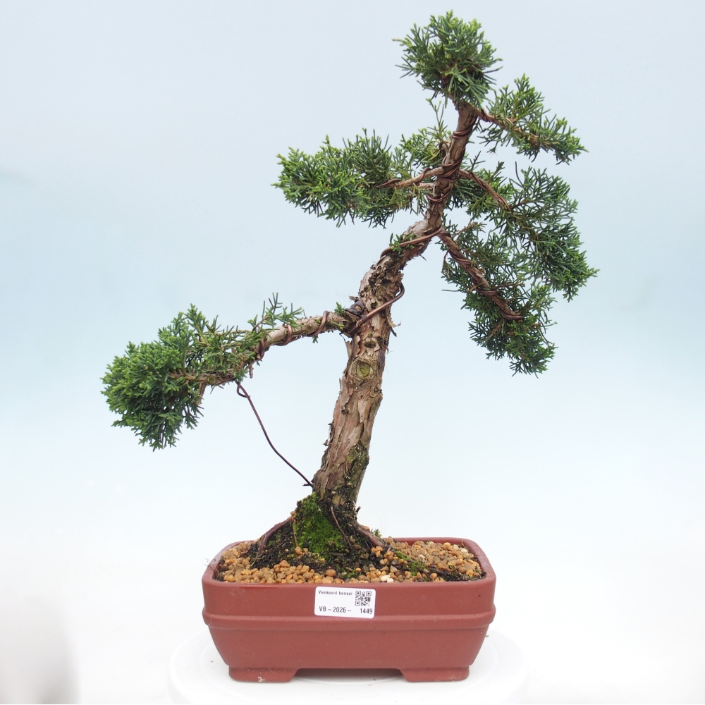 Kültéri bonsai - Juniperus chinensis Kishu