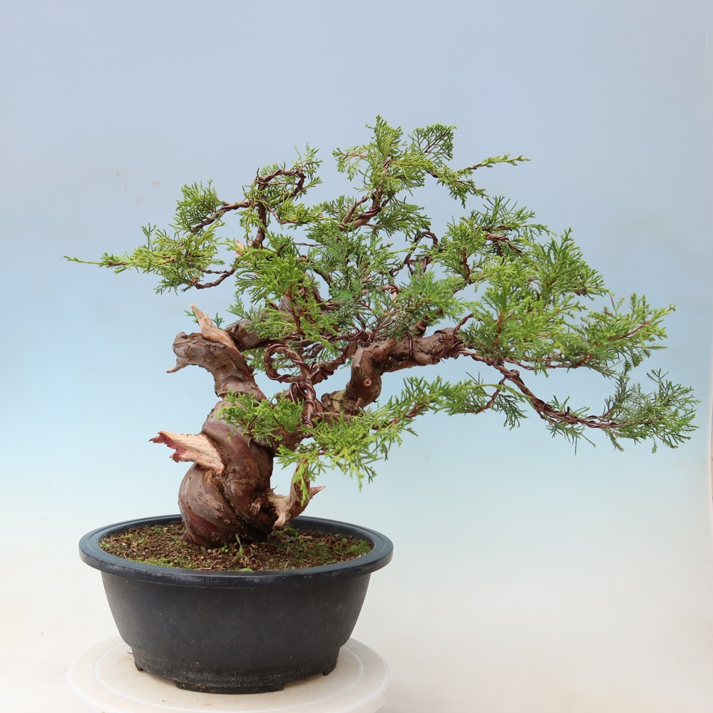 Kültéri bonsai - Juniperus chinensis Itoigawa-Juniperus chinensis