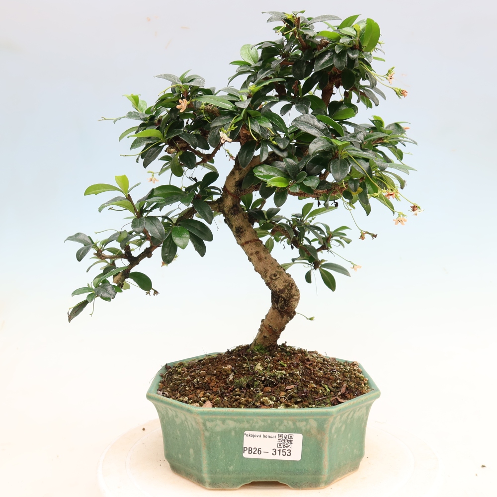 Szobai bonsai - Carmona macrophylla - Tea fuki