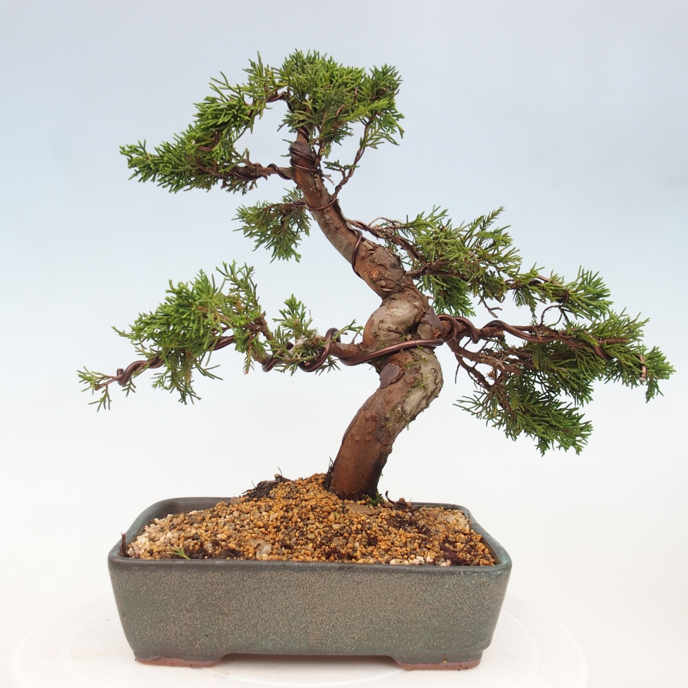 Kültéri bonsai - Juniperus chinensis Itoigawa