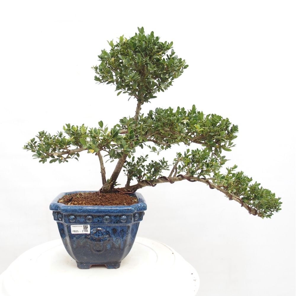 Szobai bonsai - Ilex crenata - Holly