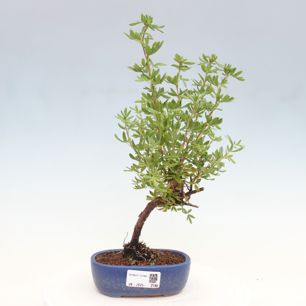 Kültéri bonsai - Potentila fruticosa sárga Bird