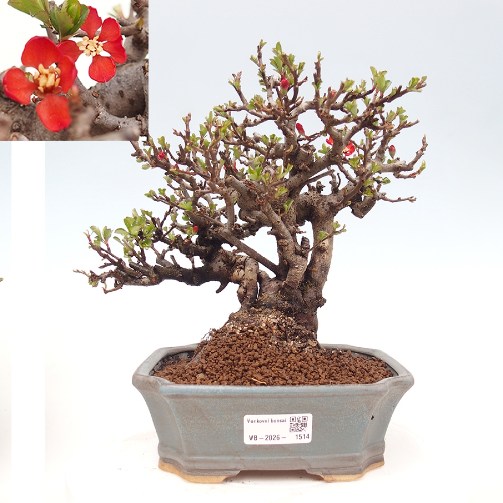 Kültéri bonsai - Chaneomeles speciosa - birs