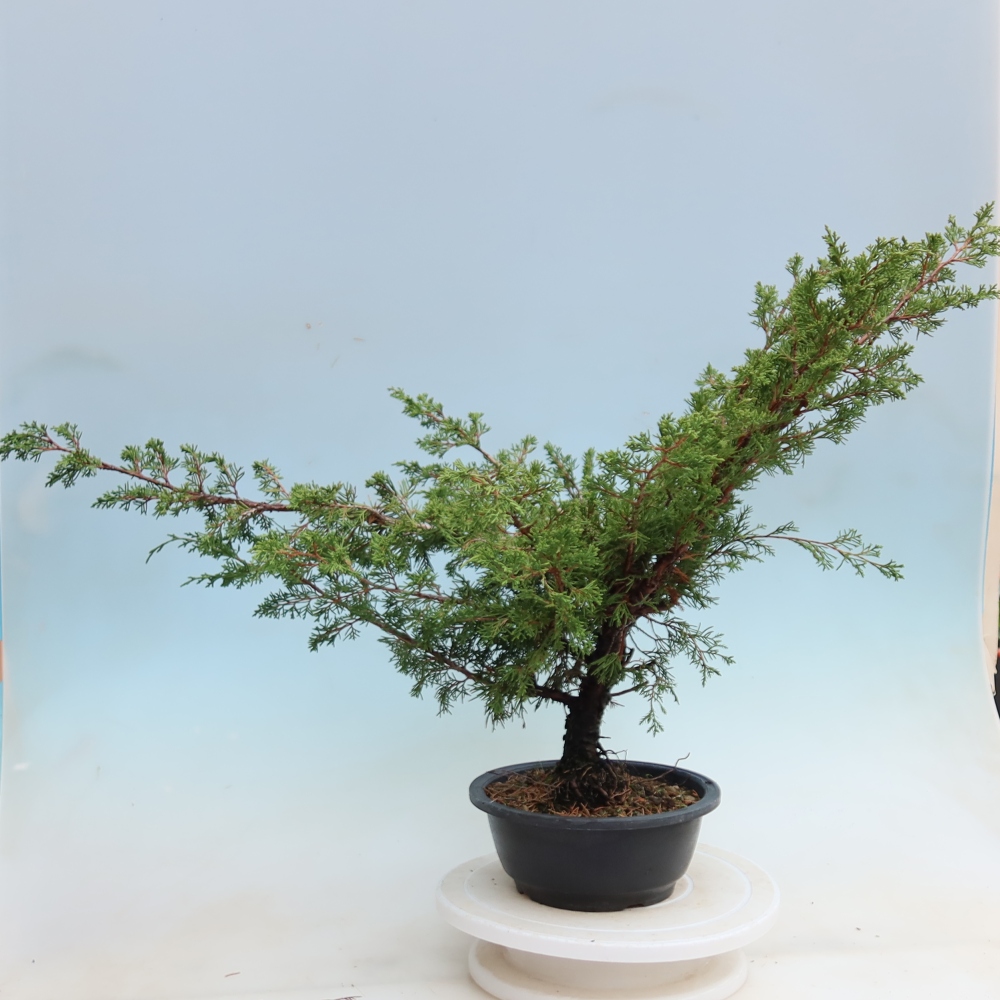 Kültéri bonsai – Juniperus chinensis Itoigawa – Kínai boróka