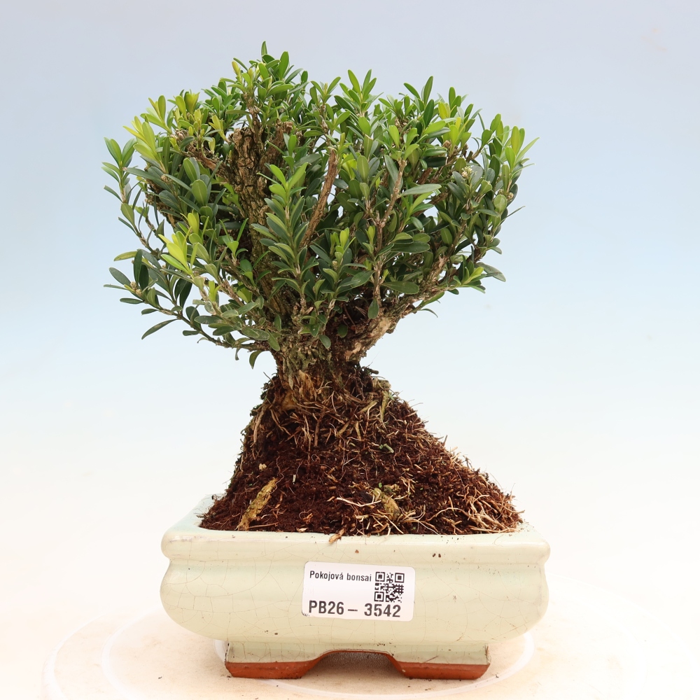 Szobai bonsai - Buxus harlandii - parafa buxus