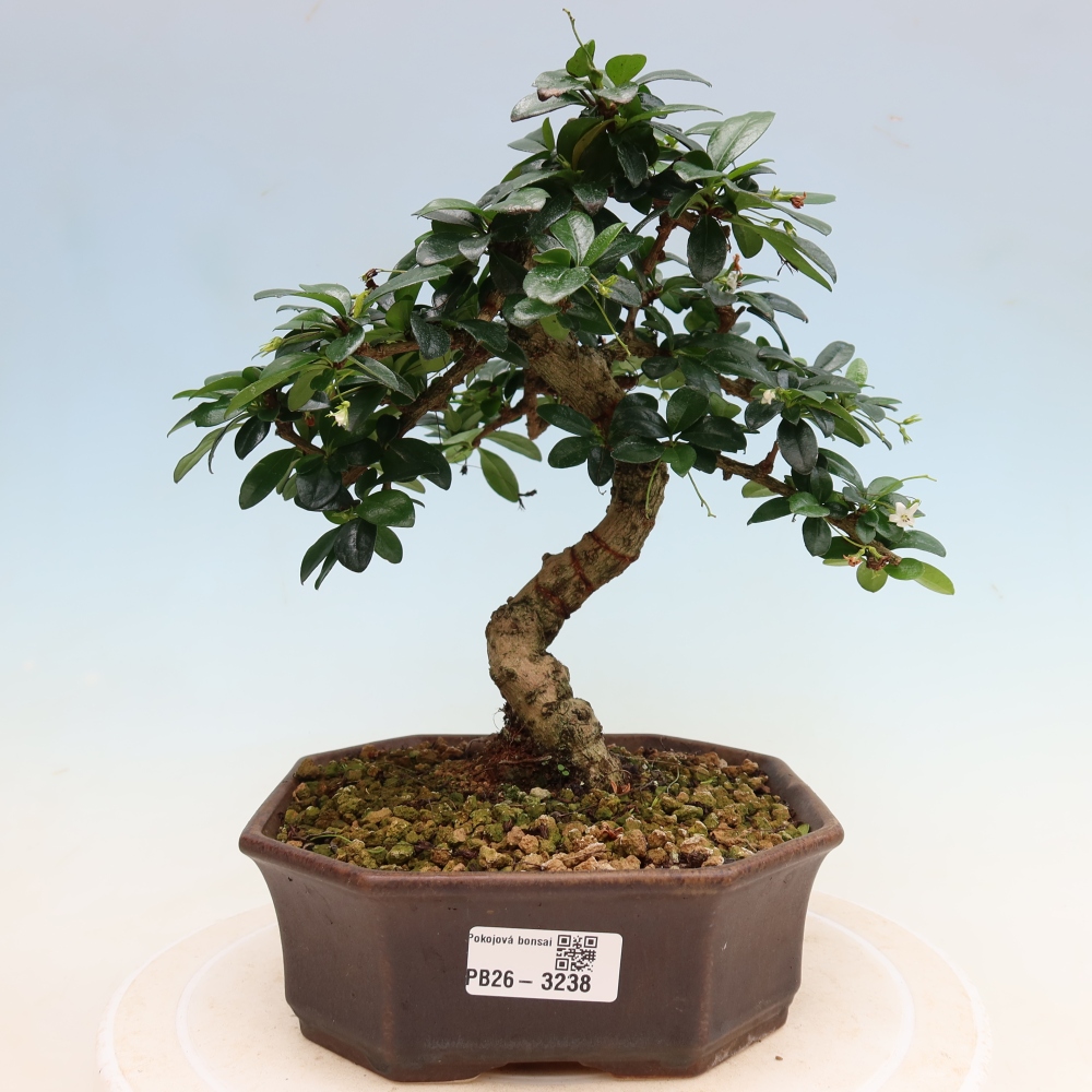 Szobai bonsai - Carmona macrophylla - Tea fuki