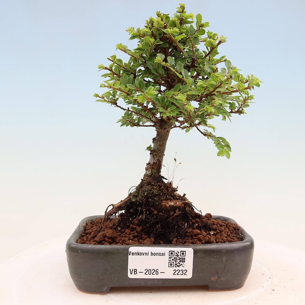 Kültéri bonsai - Ulmus parvifolia Sagei - Kislevelű szilfa