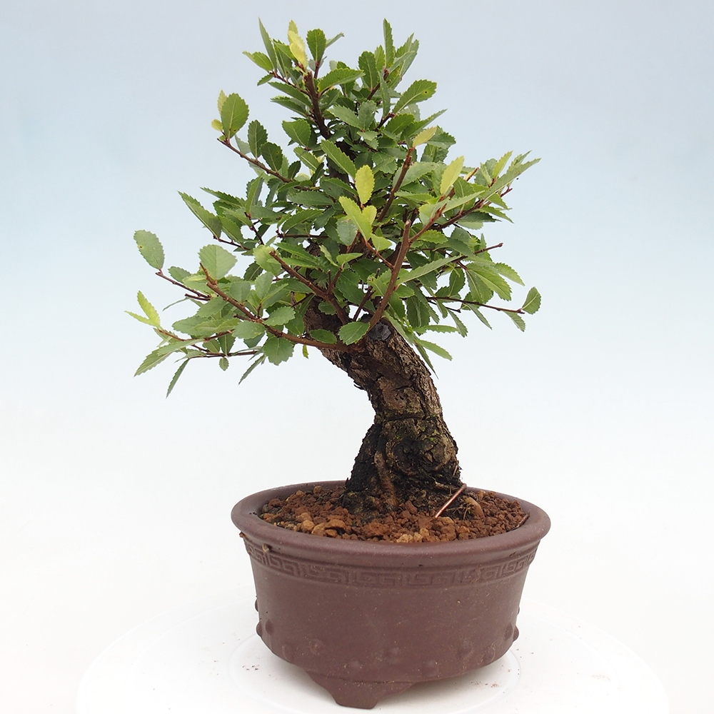 Kültéri bonsai - Zelkova - Zelkova NIRE