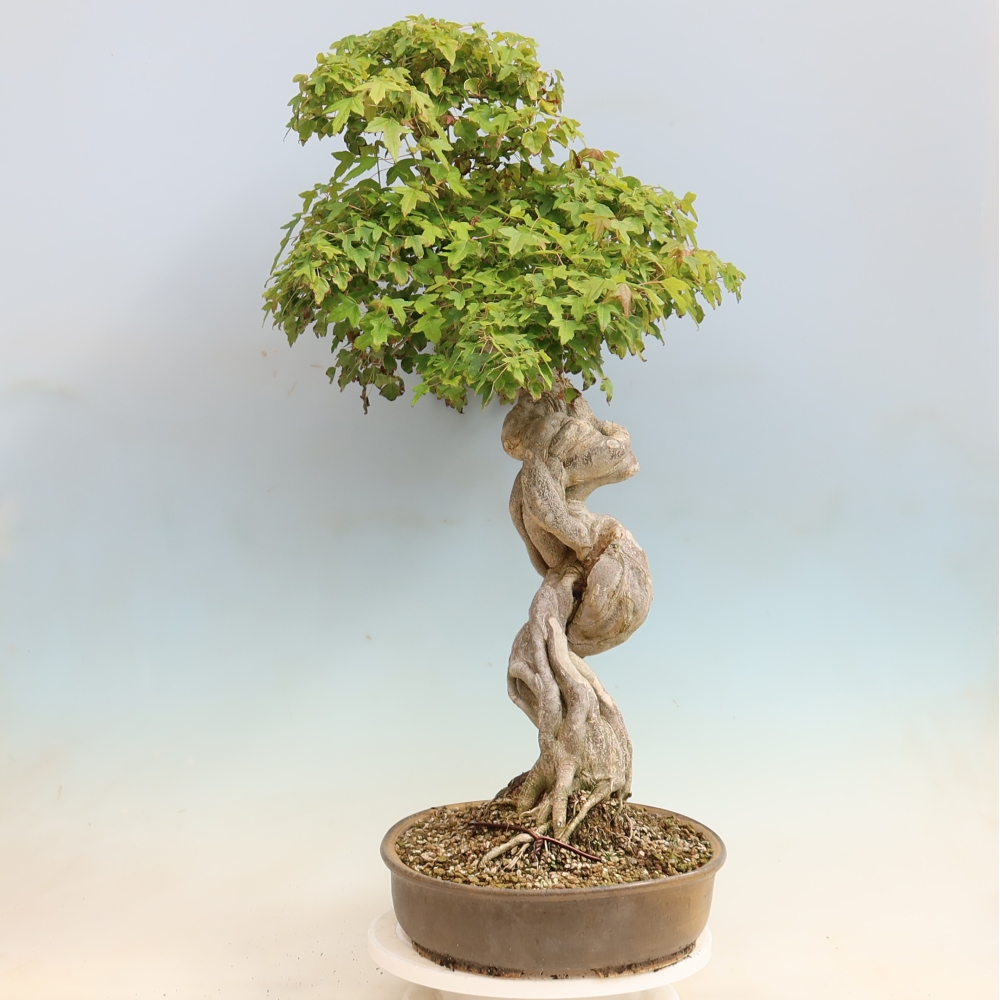 Kültéri bonsai - Acer Buergerianum - Burger juhar