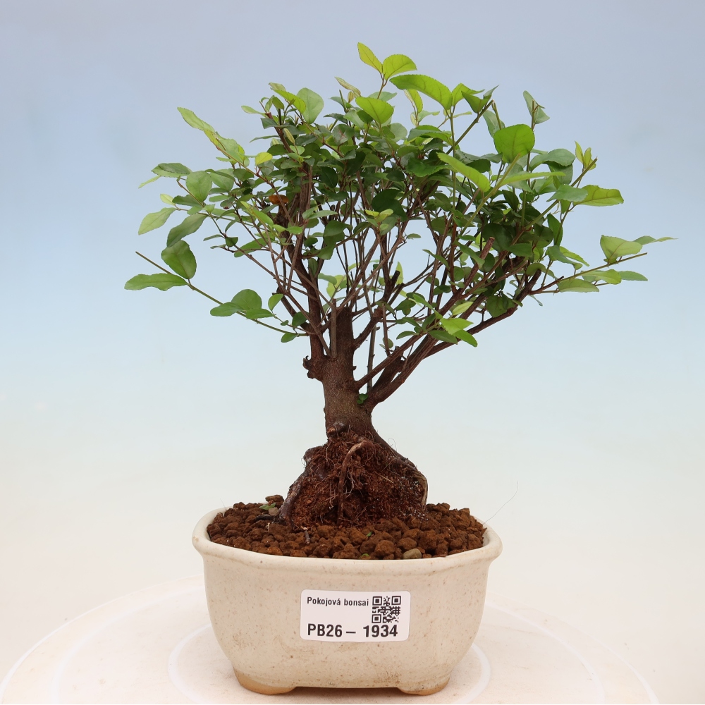 Szobai bonsai - Sageretia thea - Sageretia thea