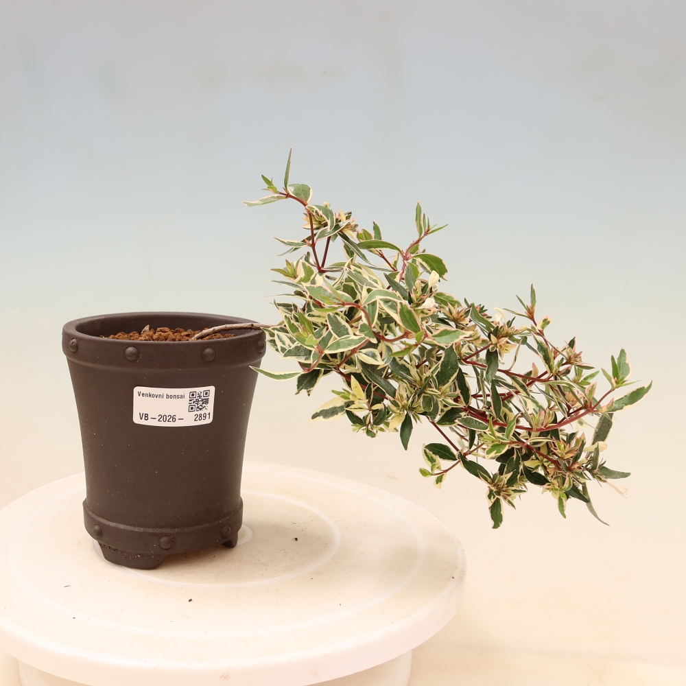 Kültéri bonsai – Abelia gr. Confetti – Nagyvirágú abélia