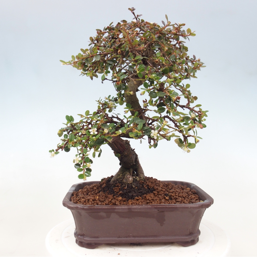Kültéri bonsai-Cotoneaster dammeri - Damer's Rock