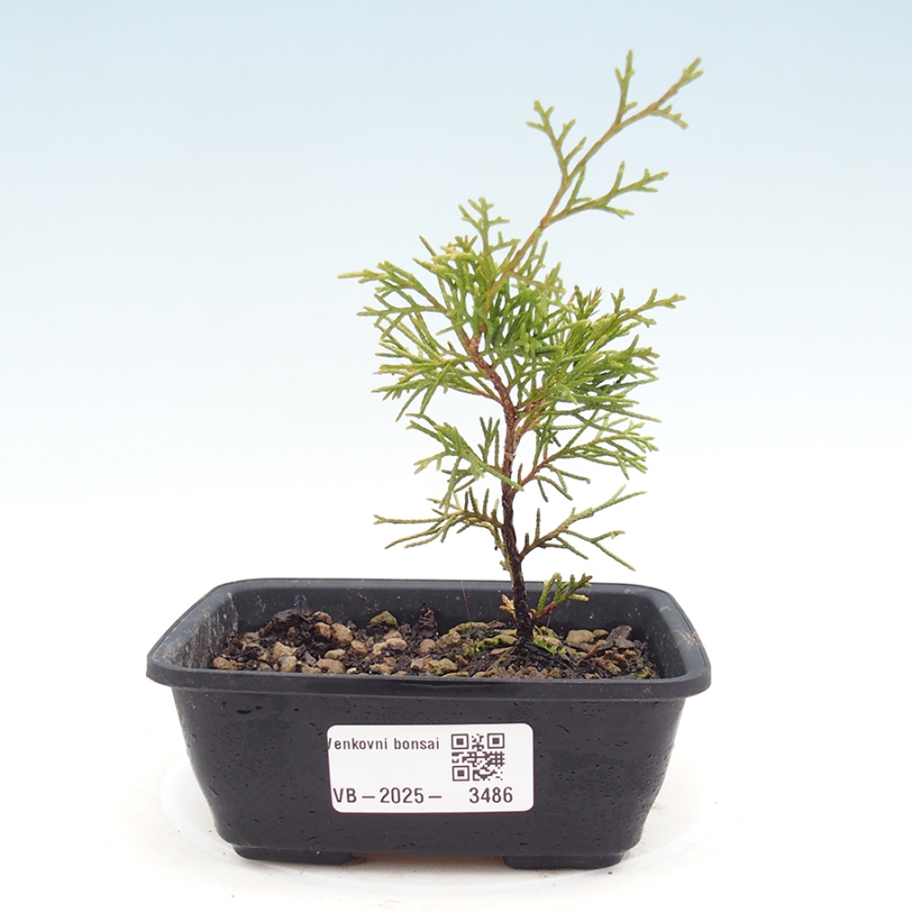 Kültéri bonsai - Juniperus chinensis Itoigawa