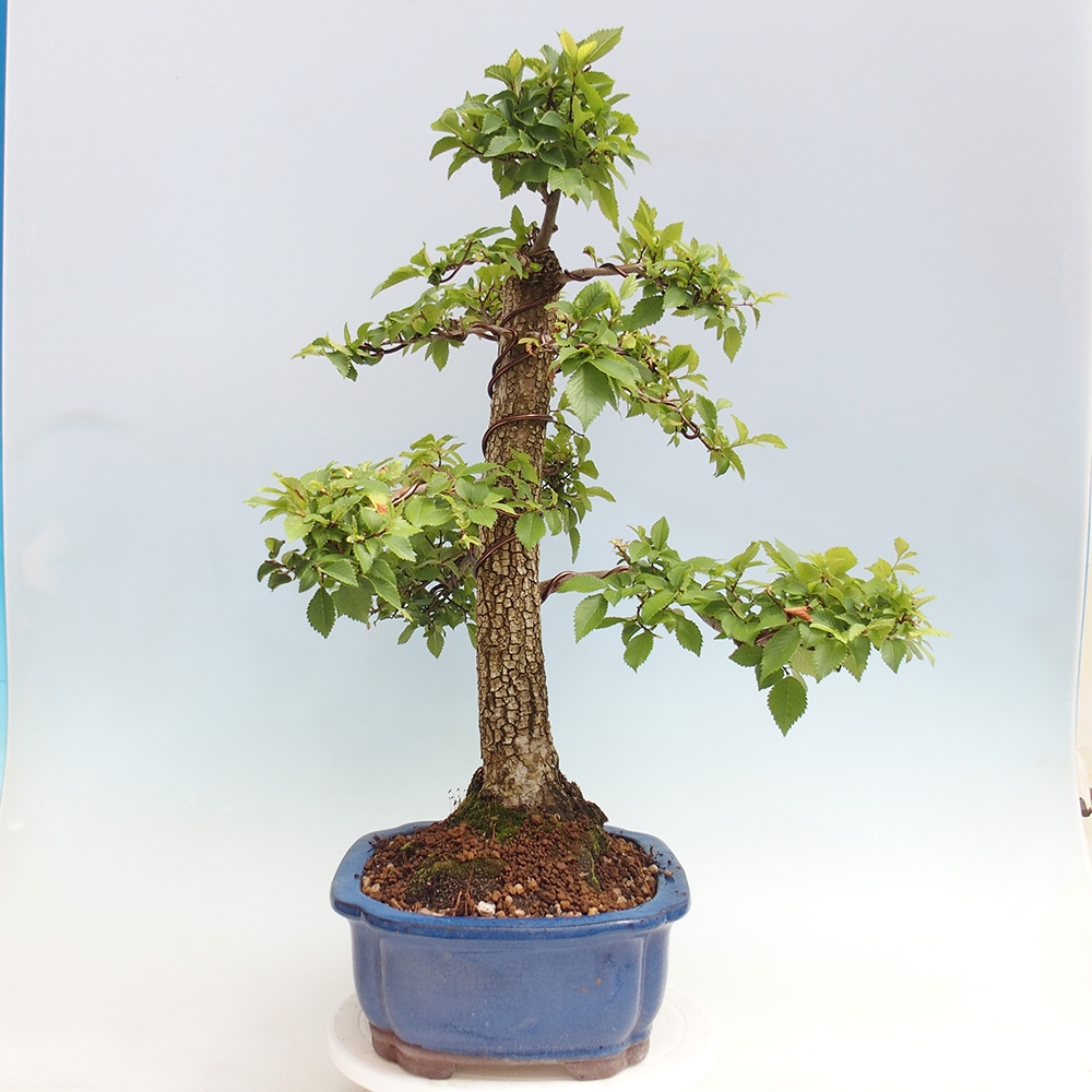 Kültéri bonsai - Zelkova - Zelkova NIRE