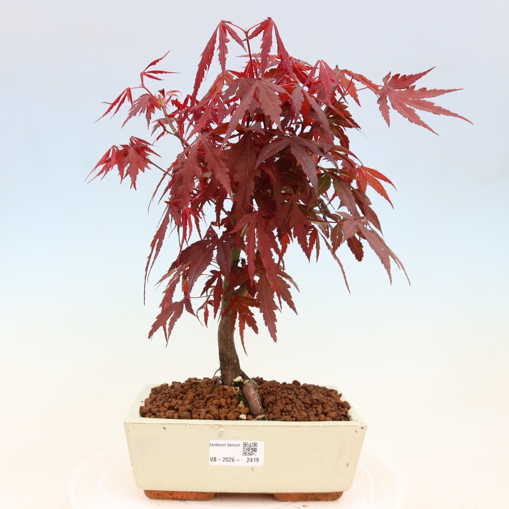 Kültéri bonsai - Acer pálma. Atropurpureum-Javor palmate