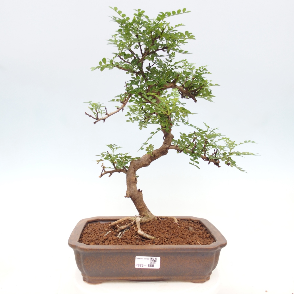 Szobai bonsai - Zantoxylum piperitum - borsfa