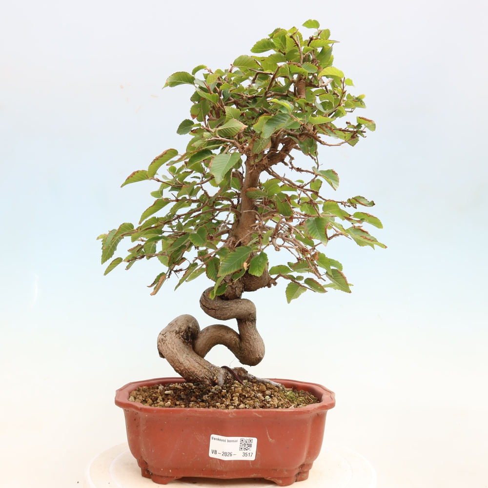 Kültéri bonsai -Carpinus CARPINOIDES - Koreai gyertyánfa