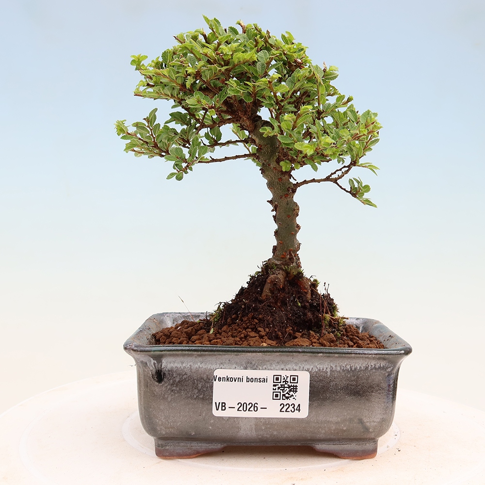 Kültéri bonsai - Ulmus parvifolia Sagei - Kislevelű szilfa