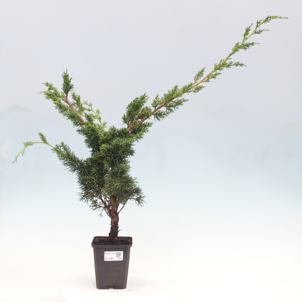 Kültéri bonsai - Juniperus chinensis Kishu