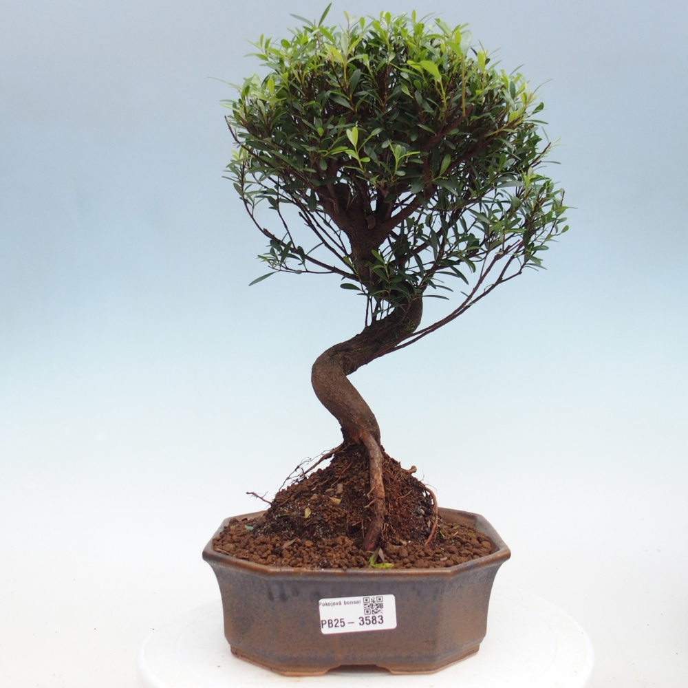 Szobai bonsai - Syzygium - Pimento