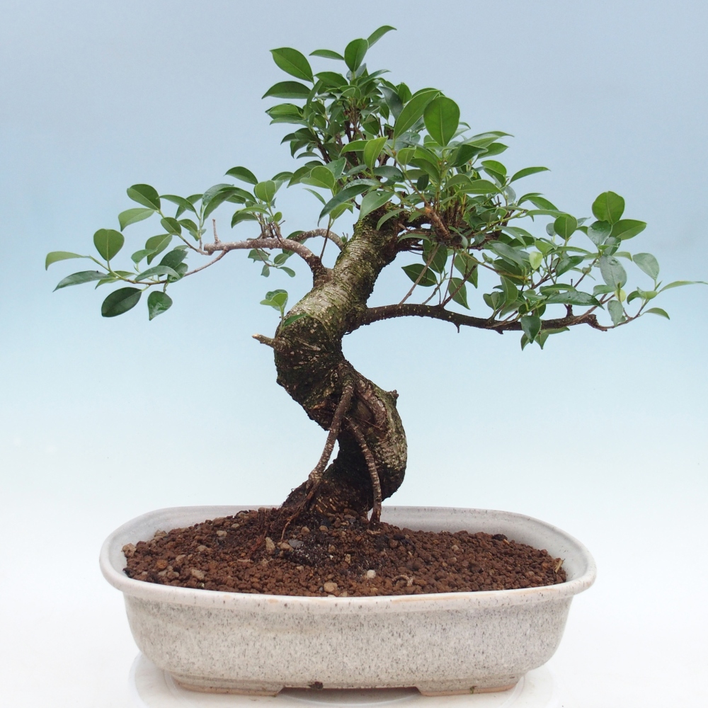 Szobai bonsai - Ficus retusa - kislevelű fikusz