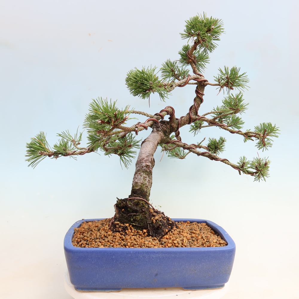 Kültéri bonsai – Pinus mugo Humpy – Törpefenyő