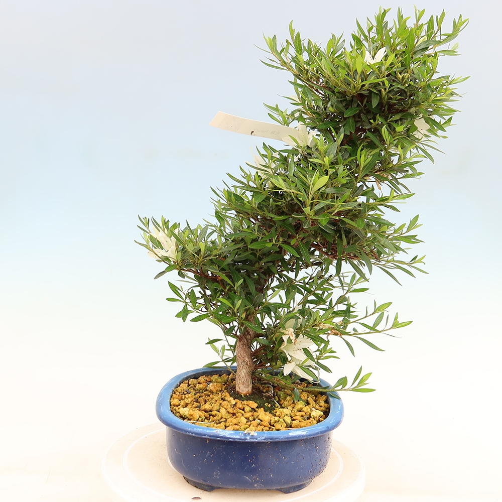 Kültéri bonsai - Japán azálea - Azalea Hakurin