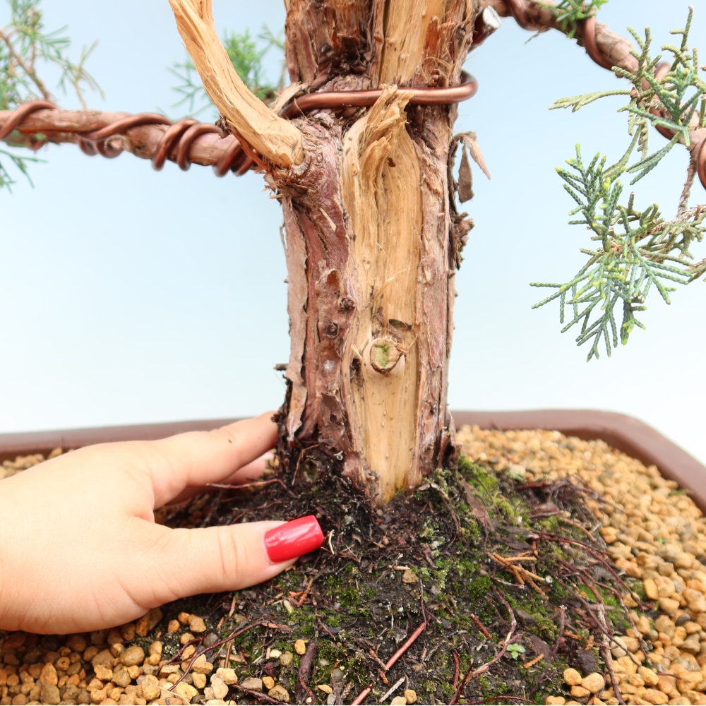 Kültéri bonsai - Juniperus chinensis Kishu