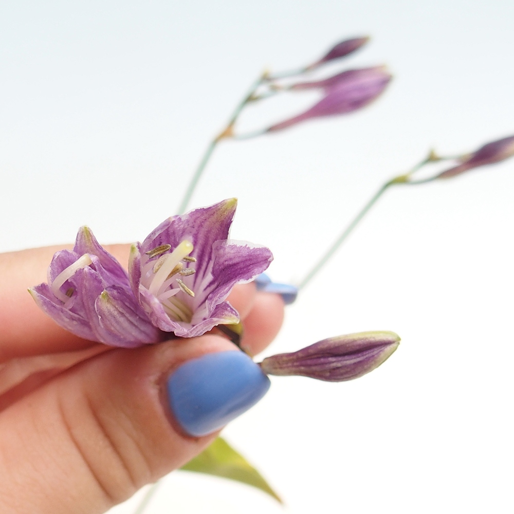 Kültéri bonsai - Mini Hosta - Bohyška