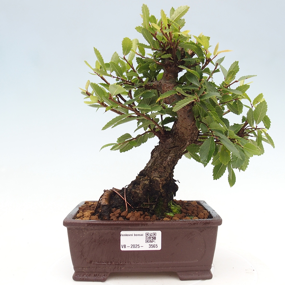 Kültéri bonsai - Zelkova - Zelkova NIRE