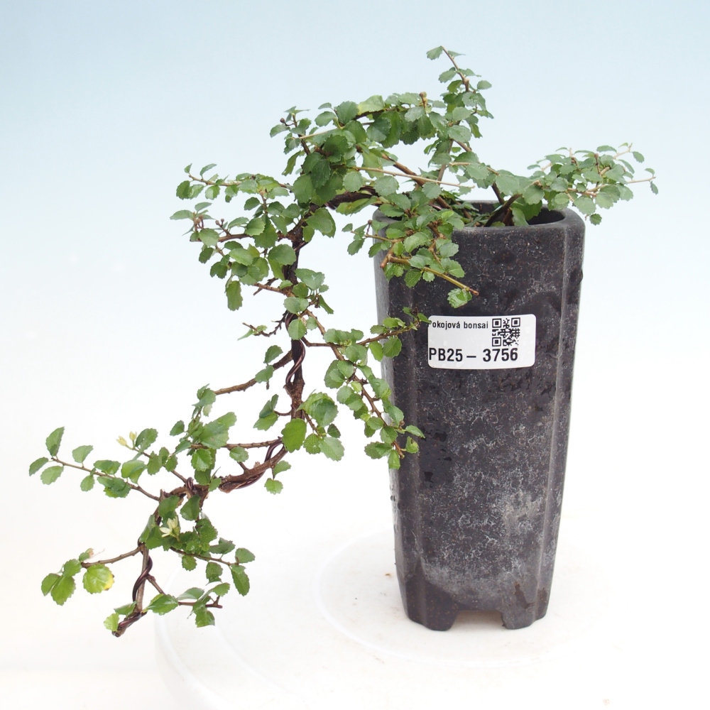 Szobai bonsai - Grewia sp. - Grewia malafolia