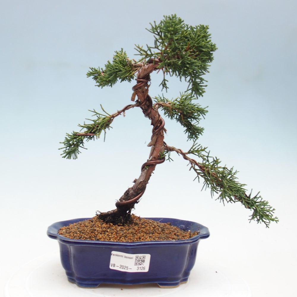 Kültéri bonsai - Juniperus chinensis Kishu