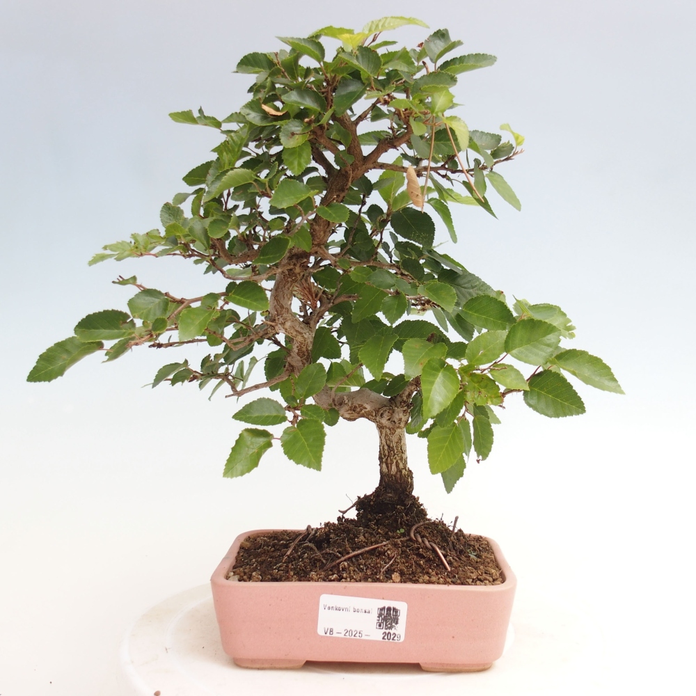 Kültéri bonsai -Carpinus CARPINOIDES - Koreai gyertyánfa