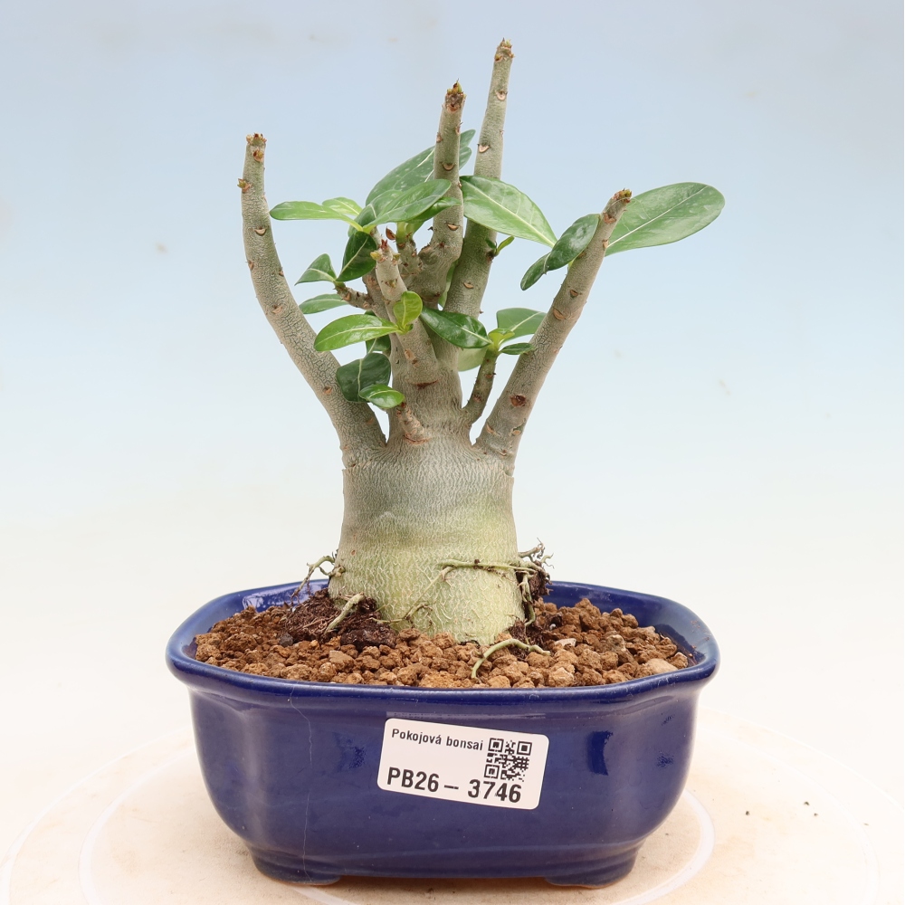 Szobabonsai – Adenium obesum Red Star – Sivatagi rózsa