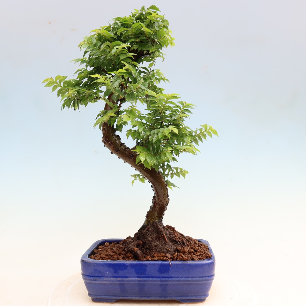 Kültéri bonsai – Ulmus Jacqueline Hillier – Gyönyörű szil
