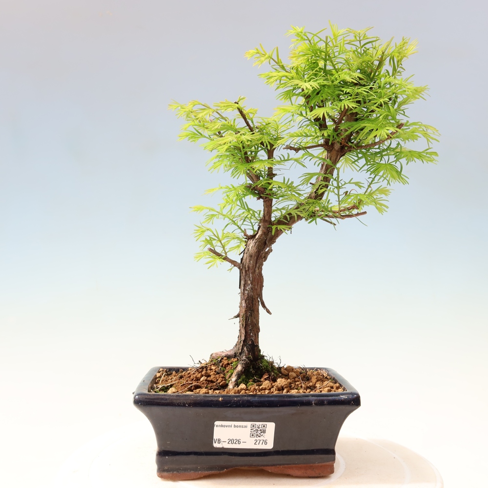 Kültéri bonsai - Metasequoia glyptostroboides - Kínai metasequoia