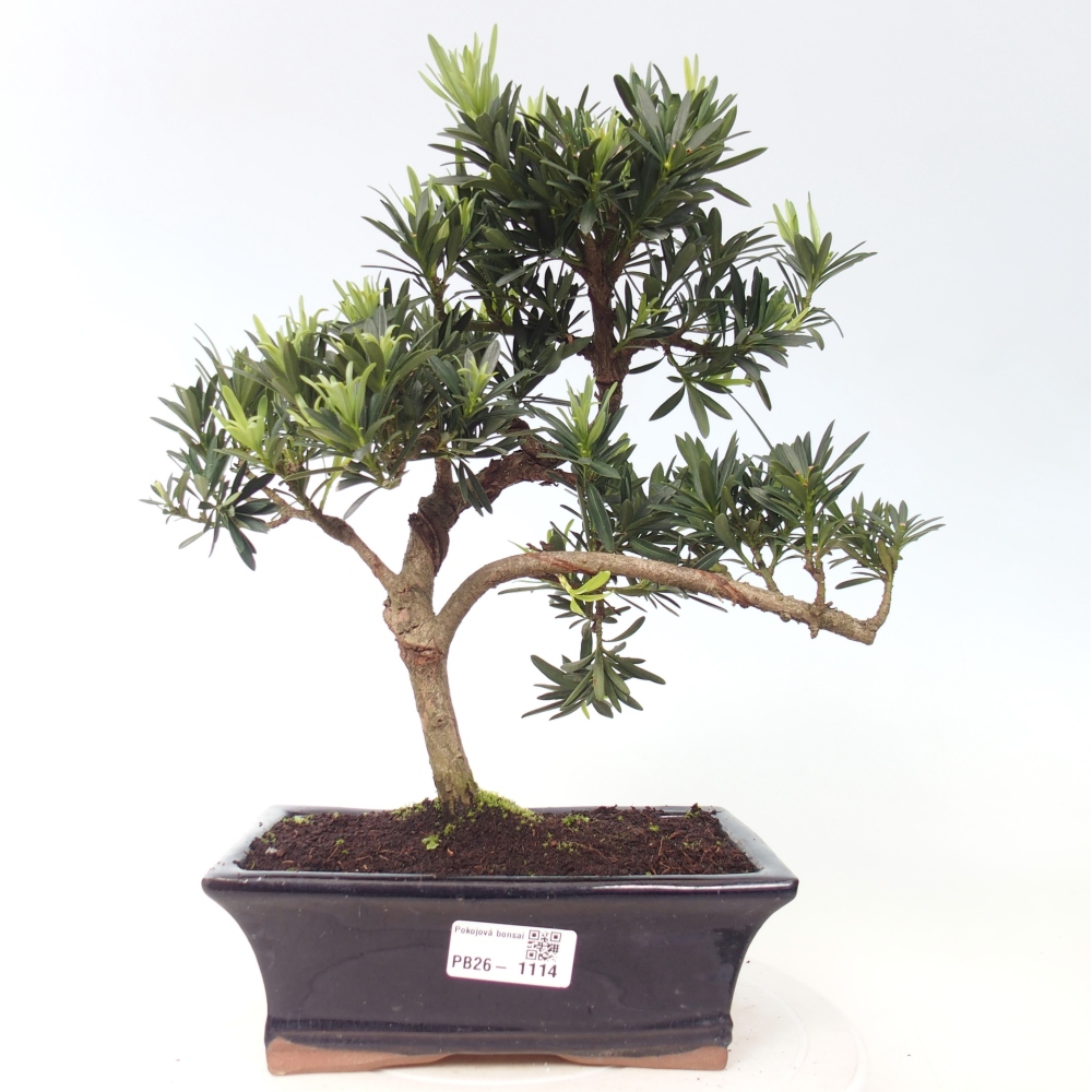 Szobai bonsai - Podocarpus - Kőtiszafa