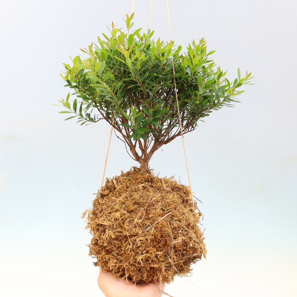 Kokedama kerámiában -Syzygium - Pimento fa