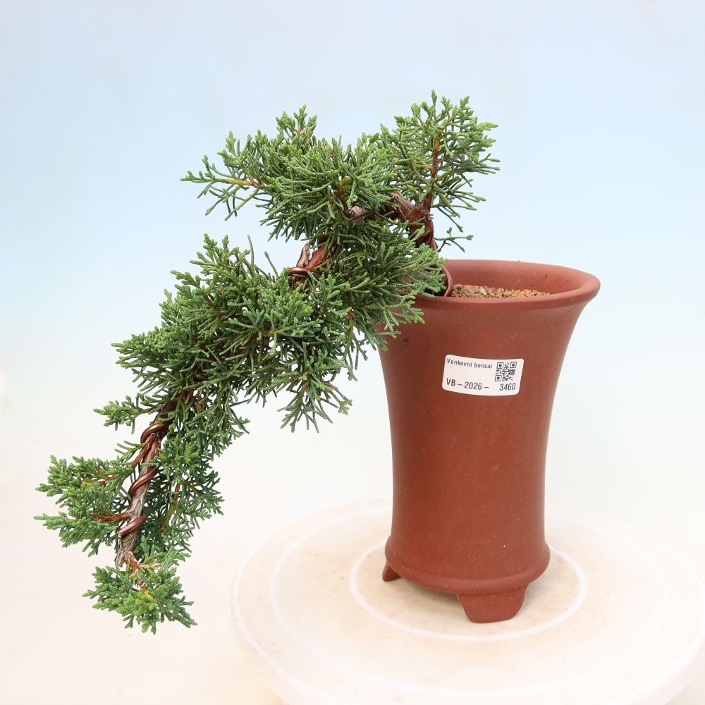 Kültéri bonsai - Juniperus chinensis Kishu