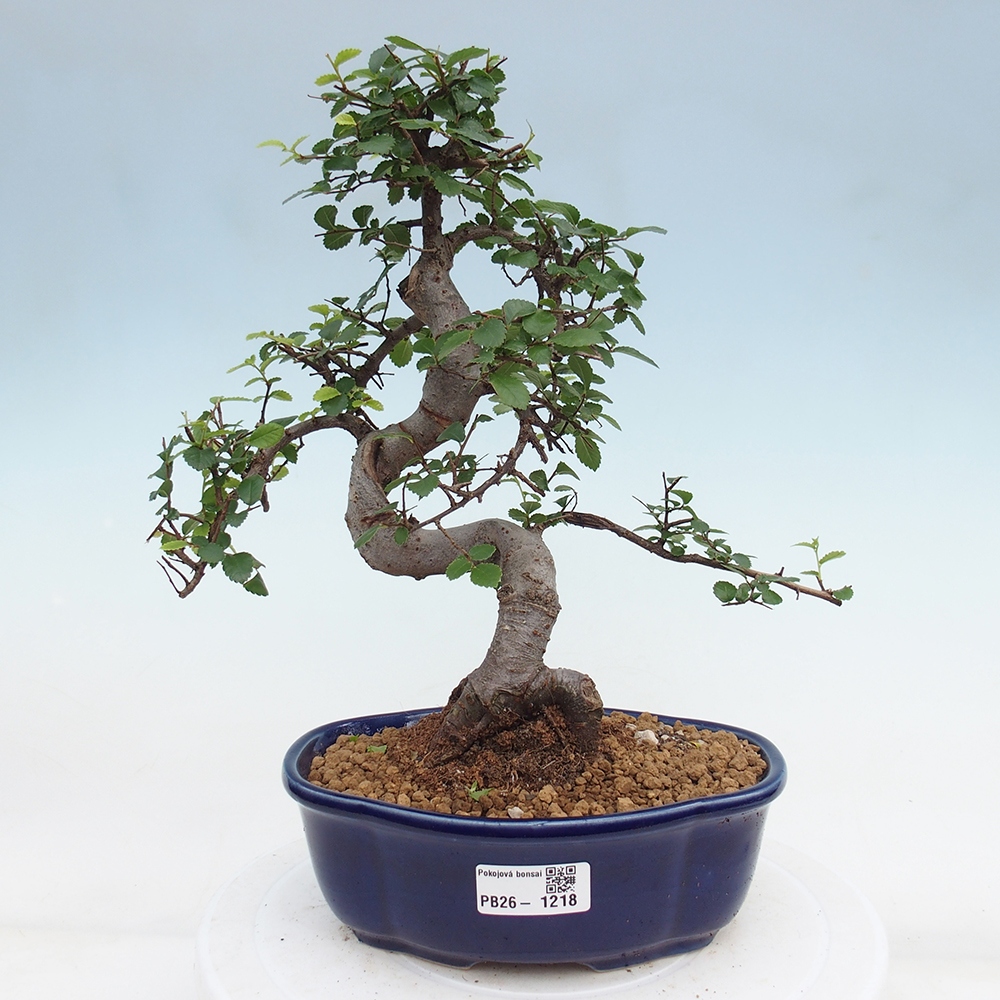 Szobai bonsai - Ulmus parvifolia - Kislevelű szilfa
