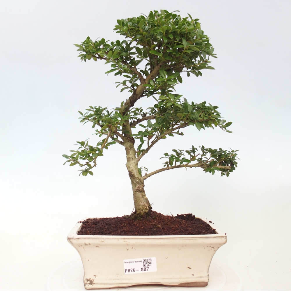 Szobai bonsai - Ilex crenata - Holly