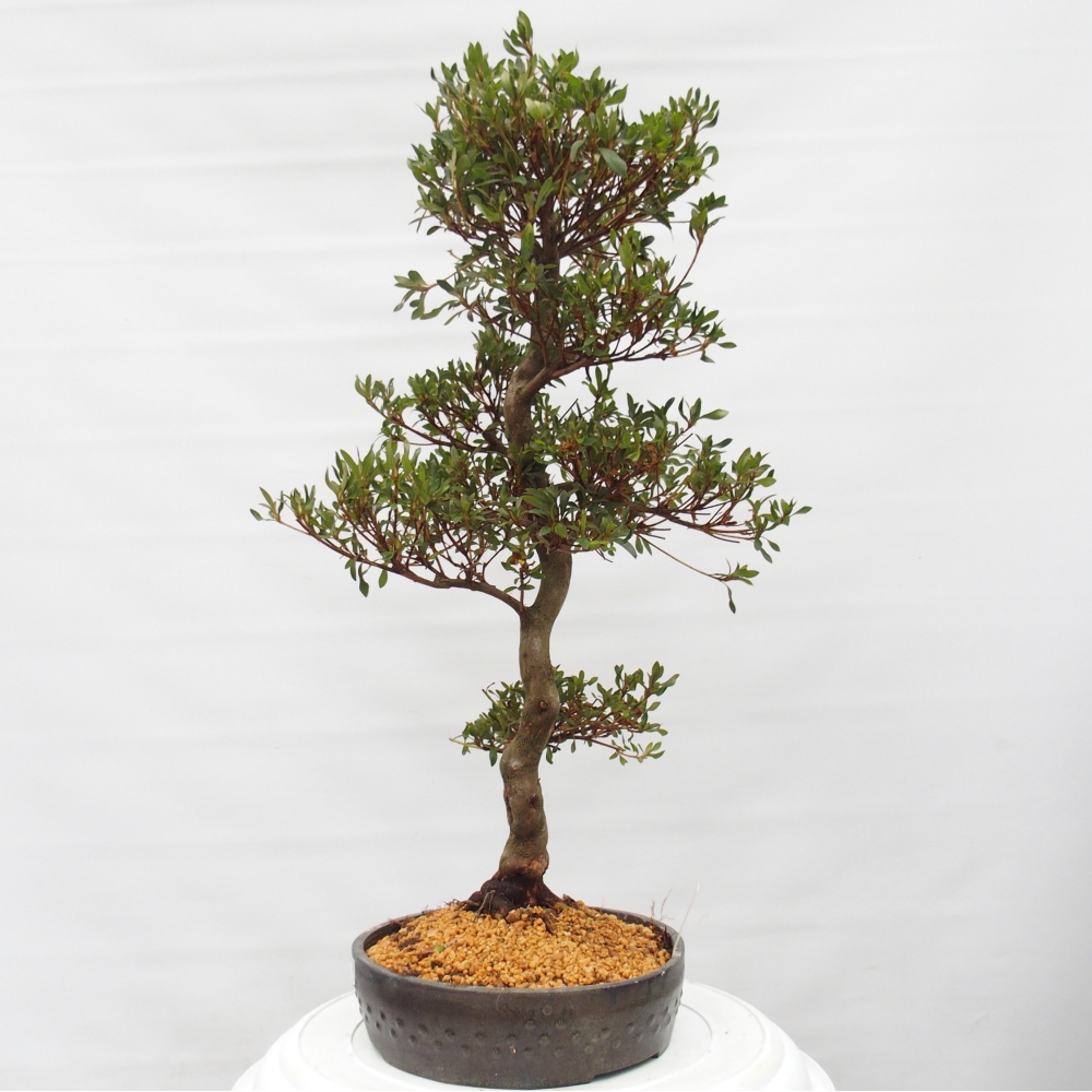 Kültéri bonsai - japán azálea - Azálea CHIHIRO