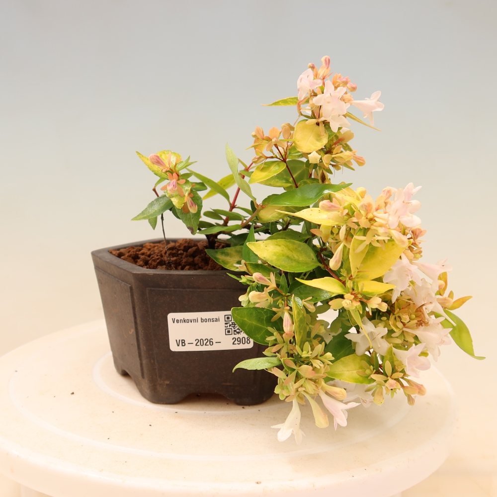 Kültéri bonsai – Abelia gr. Kleidoscope – Nagyvirágú abélia