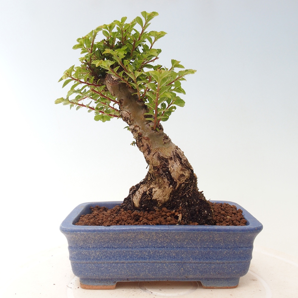 Kültéri bonsai - Ulmus parvifolia Sagei - Kislevelű szilfa