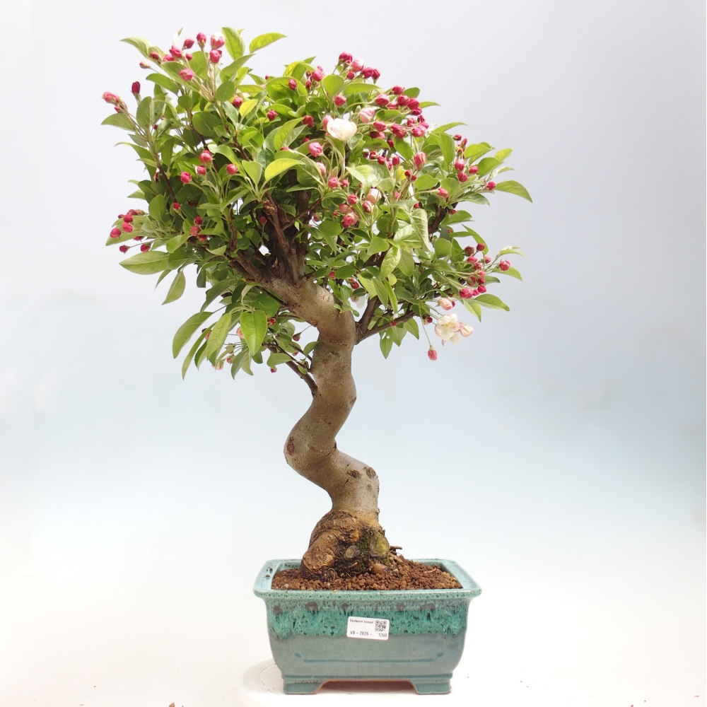Kültéri bonsai -Malus halliana - Kis gyümölcsű almafa