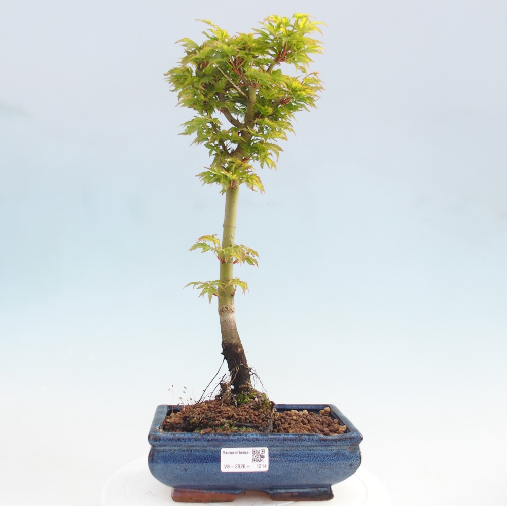 Kültéri bonsai -Javor pálma Acer palmatum Shishigashira