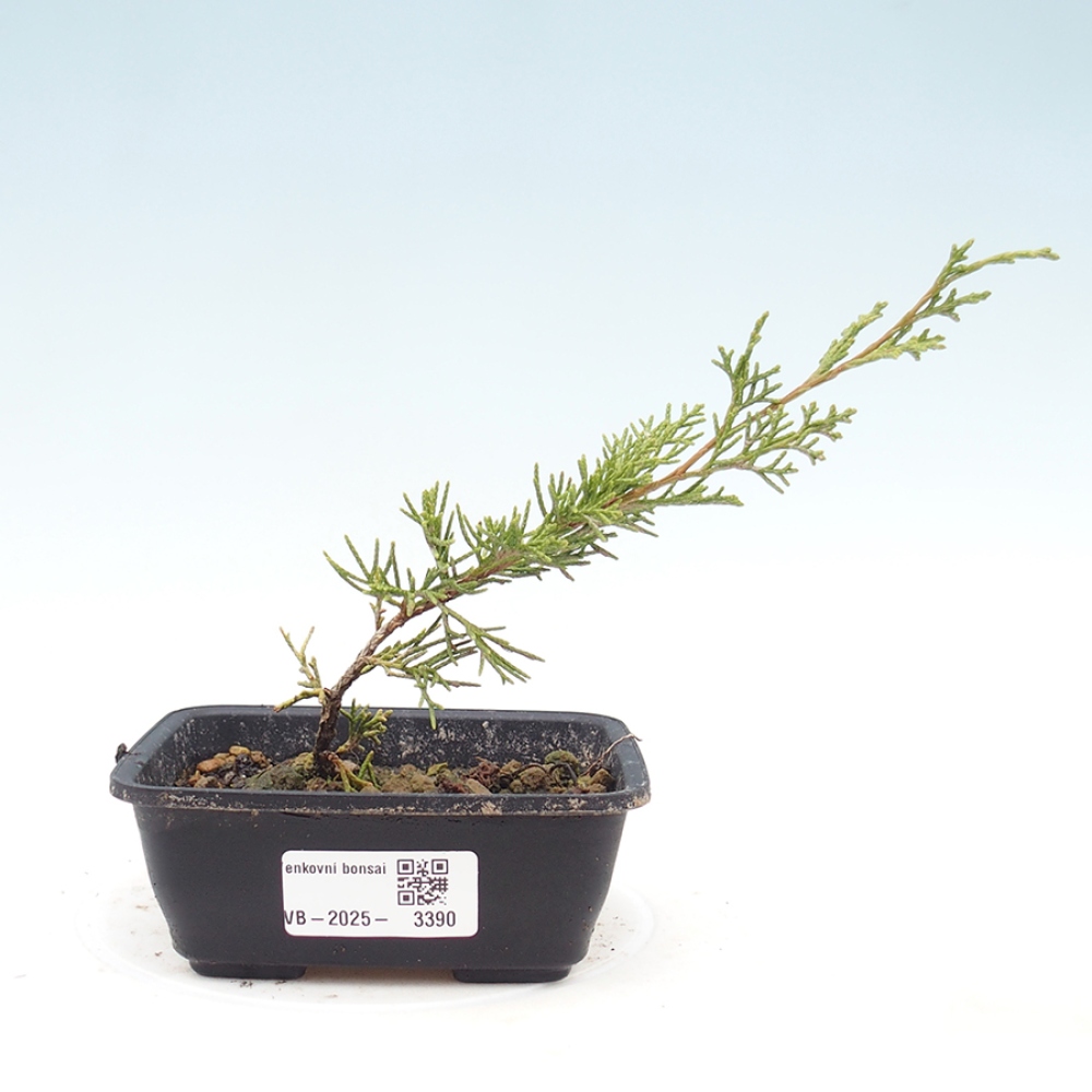 Kültéri bonsai - Juniperus chinensis Itoigawa